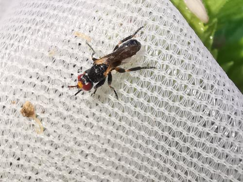 Thecophora sp.